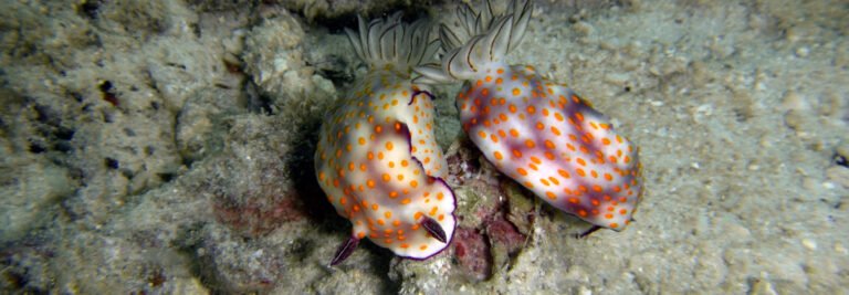 mating nudibranchs