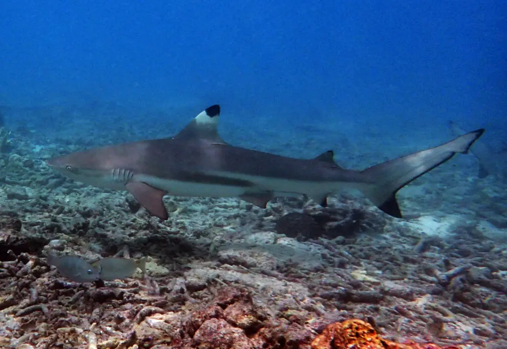Shark on Shark point Phi. Phi, in front of Blacktip Scuba
